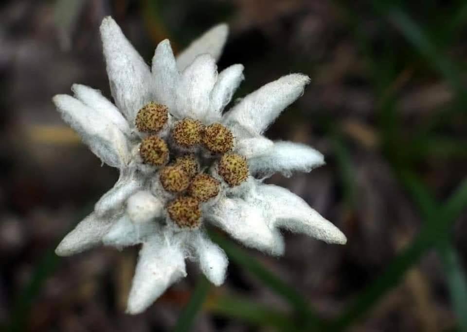 Appartamento Edelweiss Ilinca Zărneşti Esterno foto