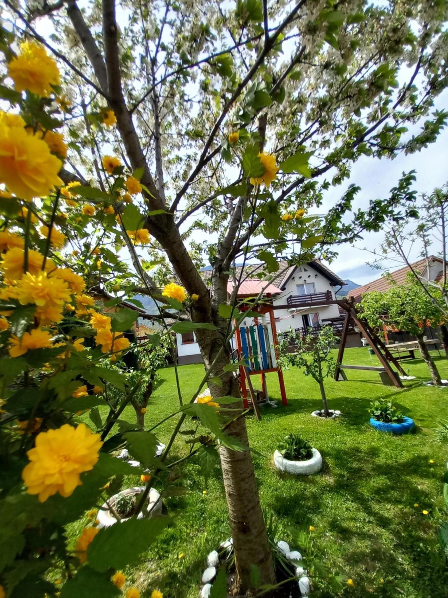 Appartamento Edelweiss Ilinca Zărneşti Esterno foto
